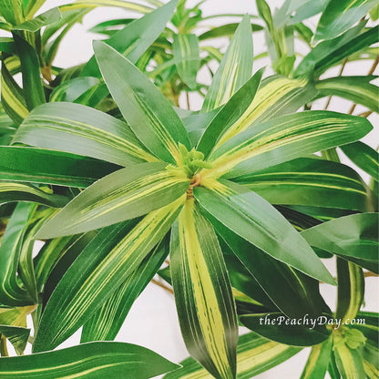 29.5" Dracaena Fragrans Branch