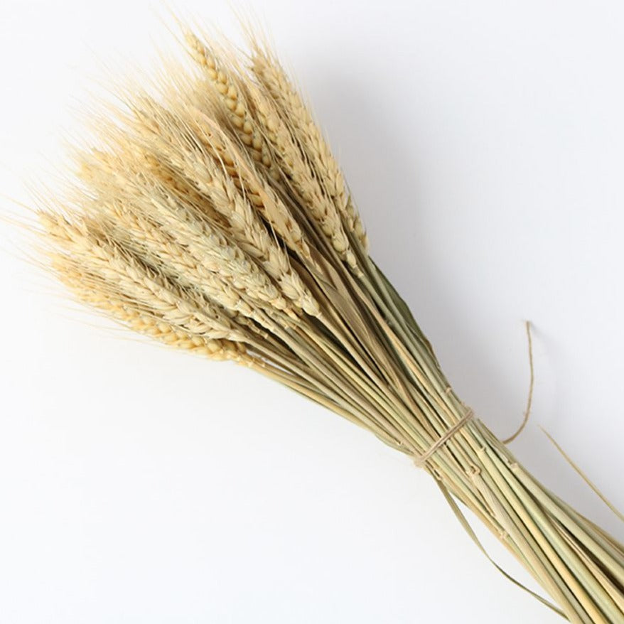 21.6" Bundle of 50 Dried Wheat Stalks