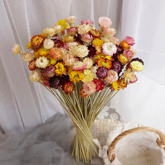 Bundle of 50 Dried Daisy Flower Bouquet